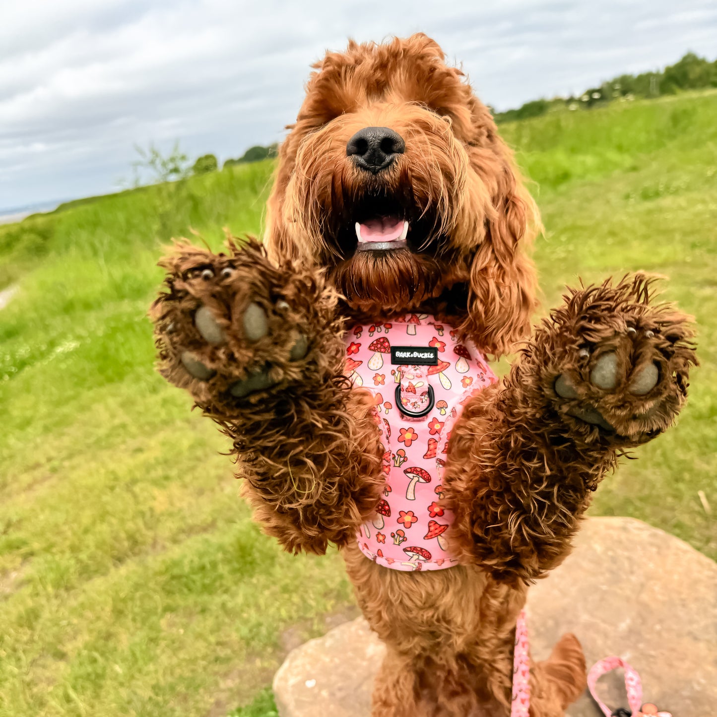 Mushbloom Adjustabel Harness