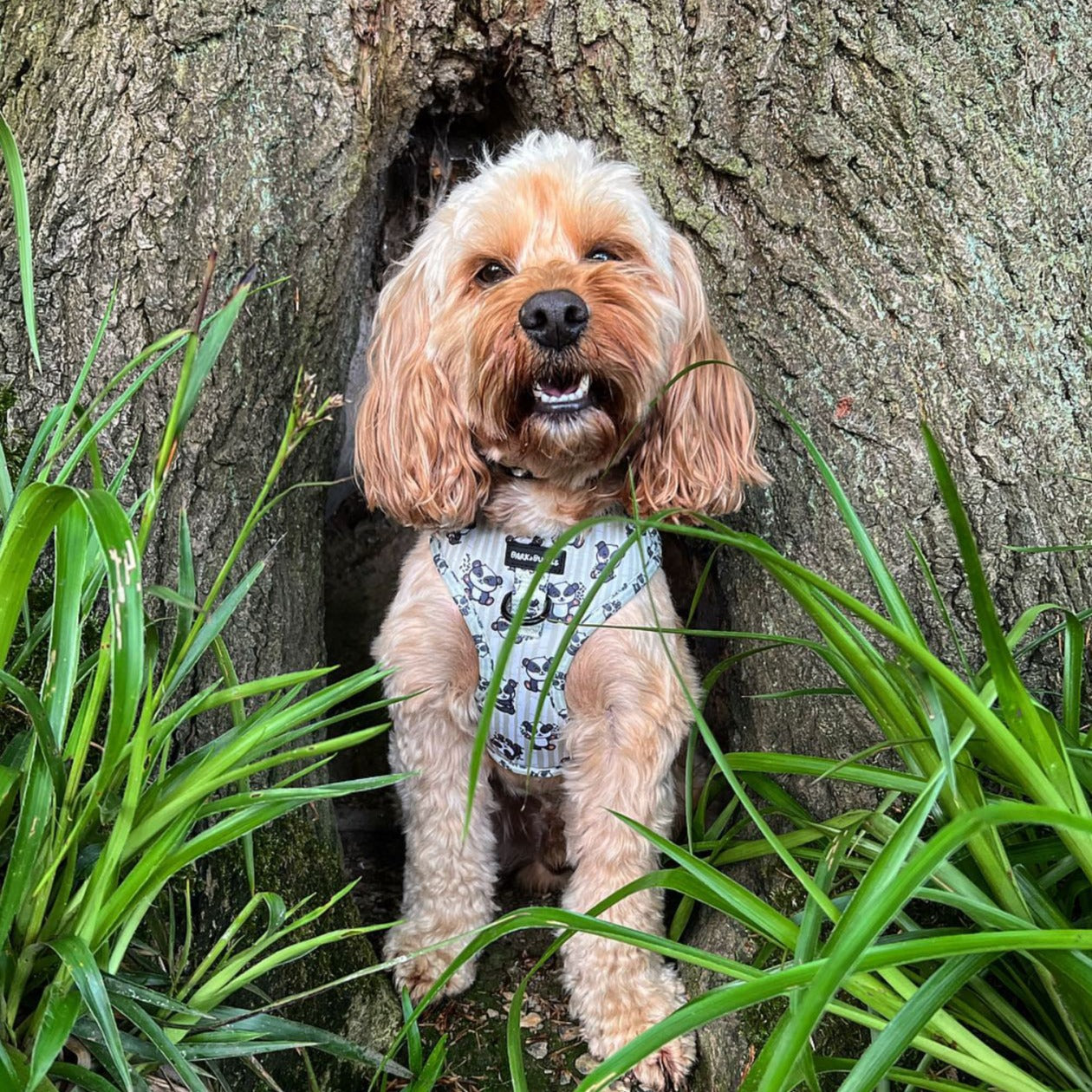 Bamboozled Adjustabel Harness
