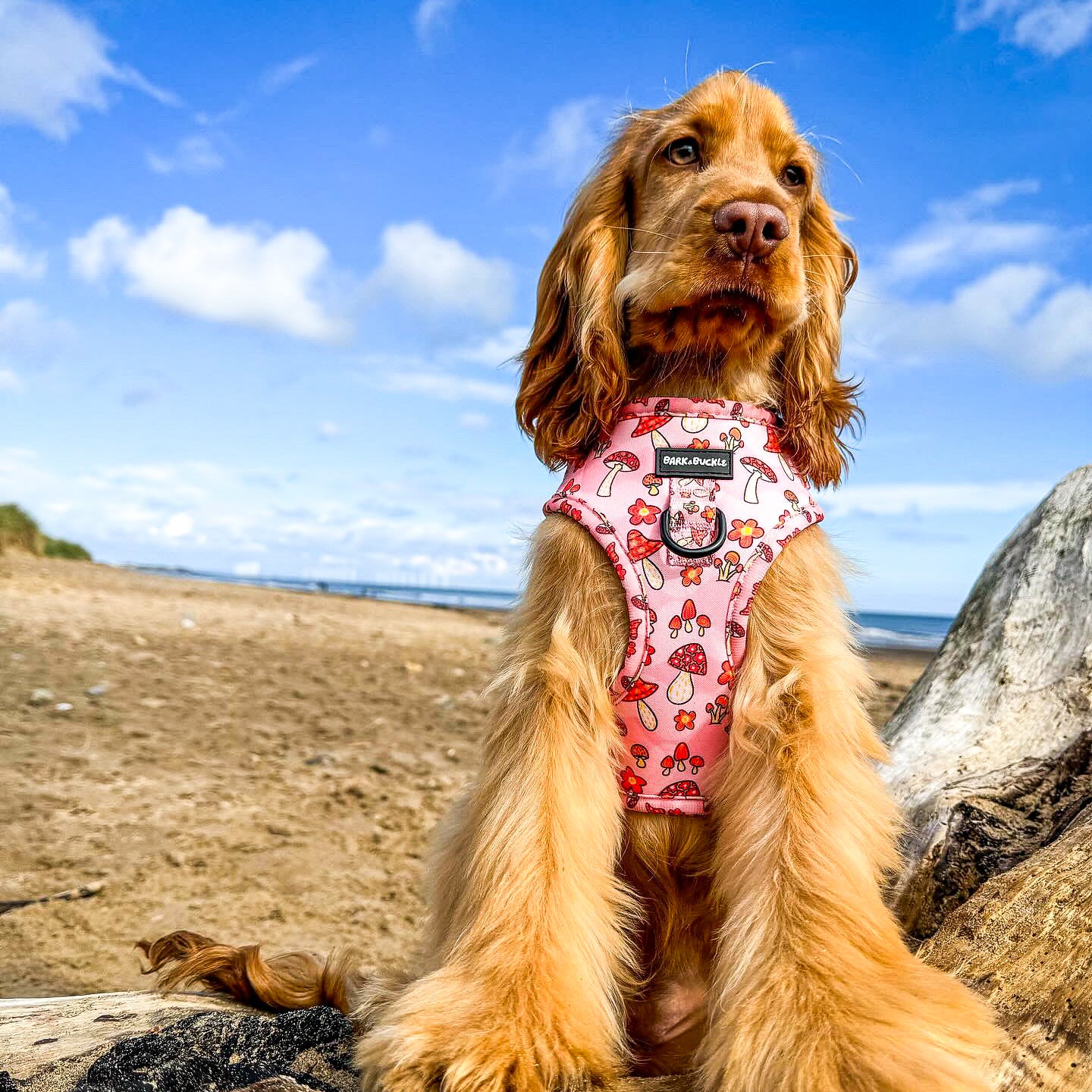 Mushbloom Adjustabel Harness