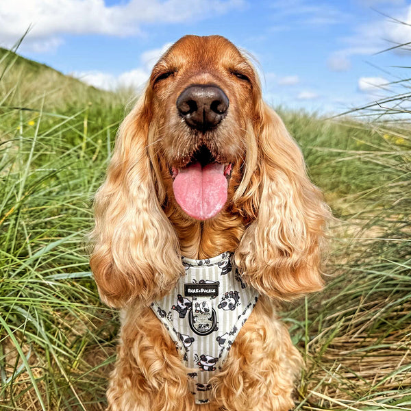 Bamboozled Adjustabel Harness