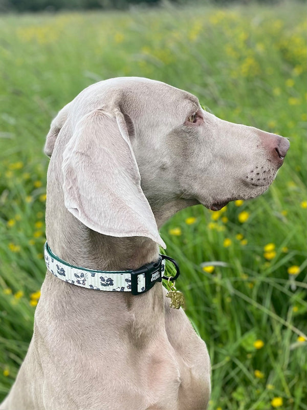 Bamboozled Collar